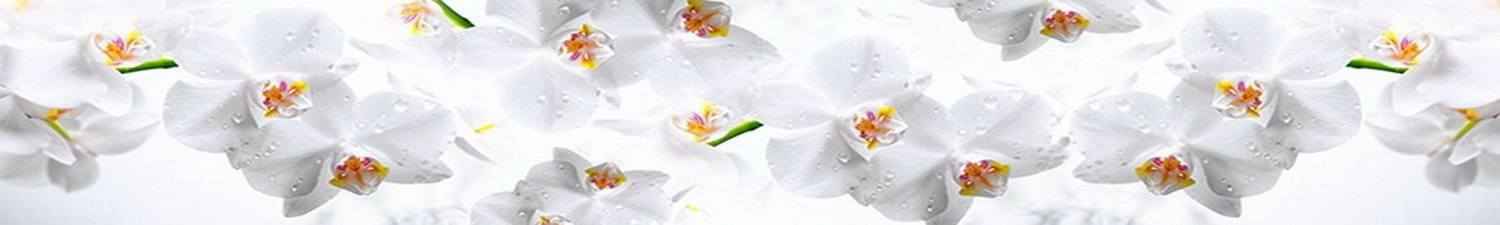 F-014 Скинали белые орхидеи на белом фоне