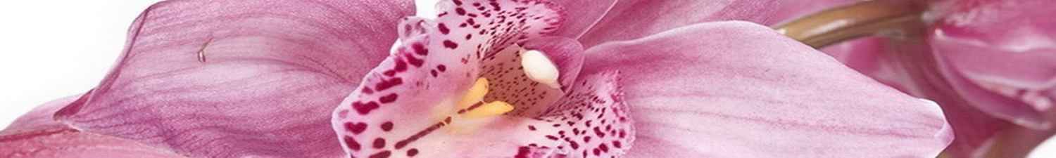 F-056 Скинали цветок розовой тигровой орхидеи