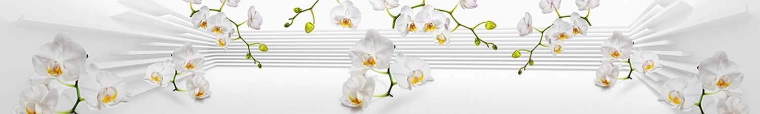 F-1544 Скинали белые орхидеи на абстрактном фоне