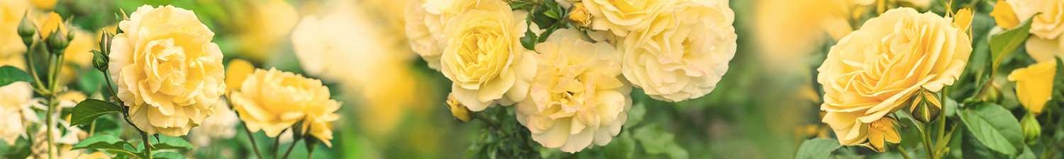 F-2248 Скинали желтые садовые розы