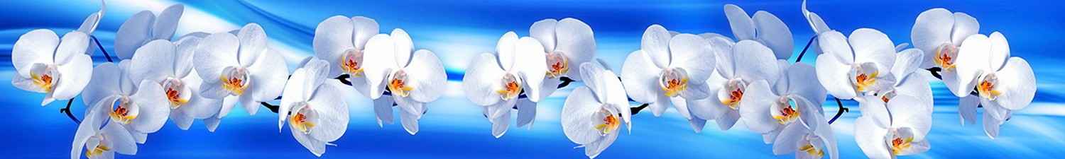 F-881 Скинали белые орхидеи на голубом фоне