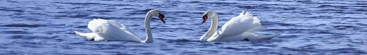 N-011 Скинали пара белых лебедей на воде