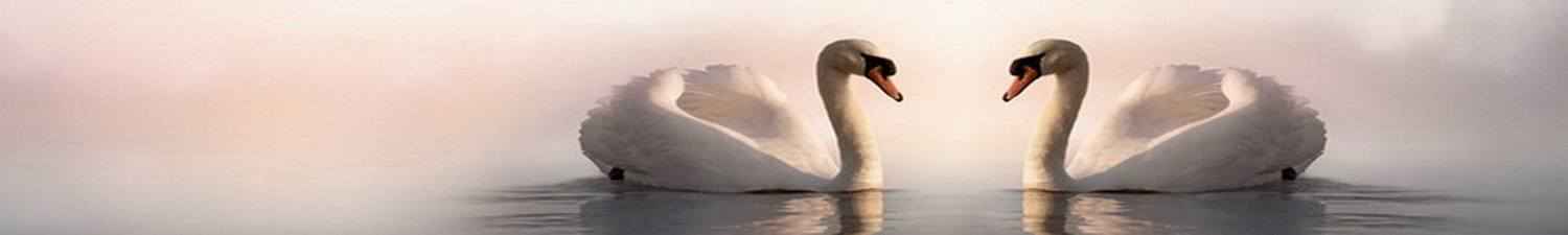 N-022 Скинали красивые белые лебеди на воде в тумане
