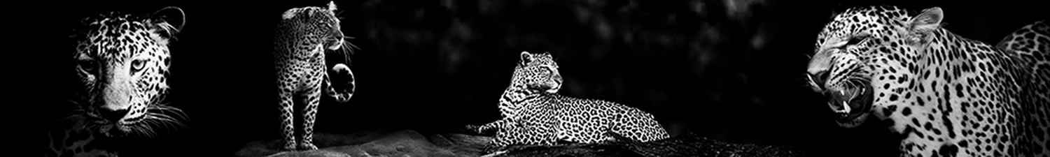 N-035 Скинали леопарды на черном фоне
