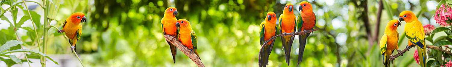N-096 Скинали попугаи на ветках