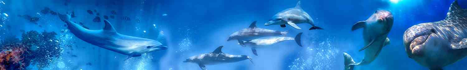 D-003 Скинали стая дельфинов в океане