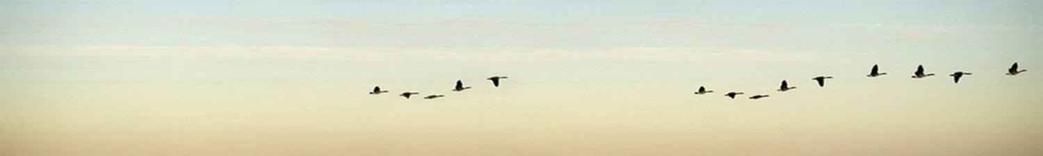 M-024 Скинали перелетные утки на фоне закатного неба