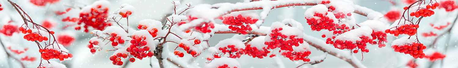 AN-0165 Скинали красные ягоды под снегом