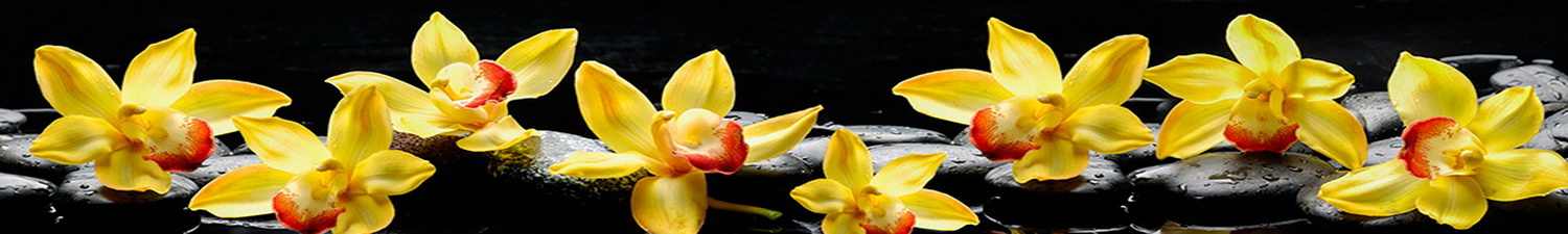 AN-0257 Скинали желтые орхидеи на черных камнях дзен