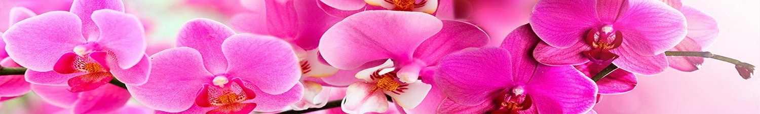 AN-0789 Скинали розовая орхидея