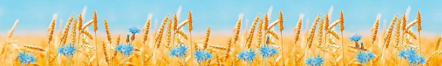 AN-0865 Скинали колосья пшеницы и синие цветы