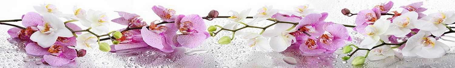 AN-1301 Скинали розовые и белые орхидеи
