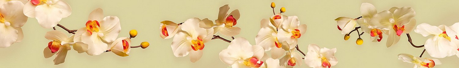AN-3486 Скинали белые орхидеи