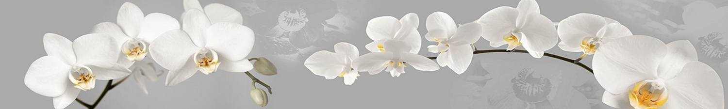 AN-3519 Скинали белые орхидеи на сером фоне