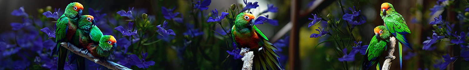 AN-4360 Скинали попугаи на ветках в синих цветах