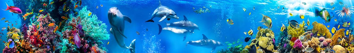 AN-6364 Скинали дельфины у рифов
