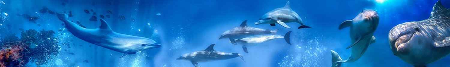 R-001 Скинали стая дельфинов в синем океане