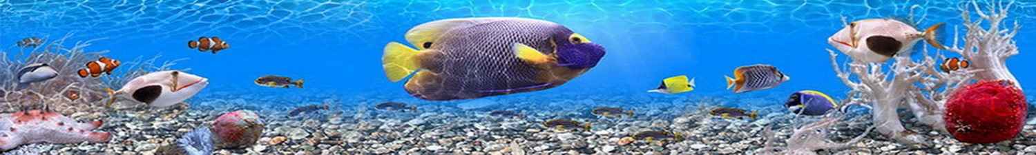 R-004 Скинали тропические рыбки в прозрачной воде