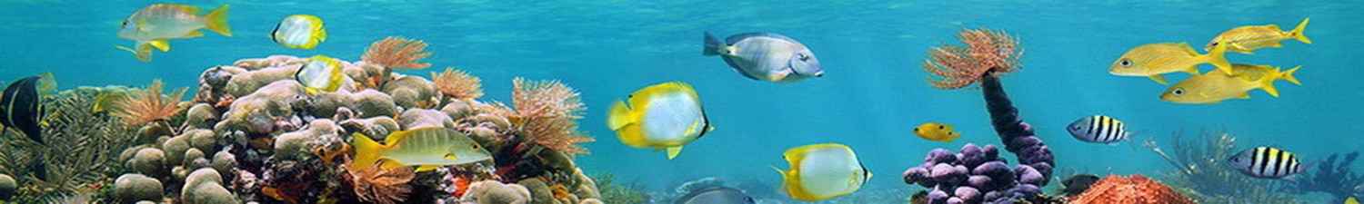 R-007 Скинали разноцветные рыбки в прозрачной воде