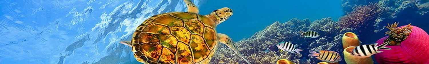 R-009 Скинали морская черепаха у коралловых рифов