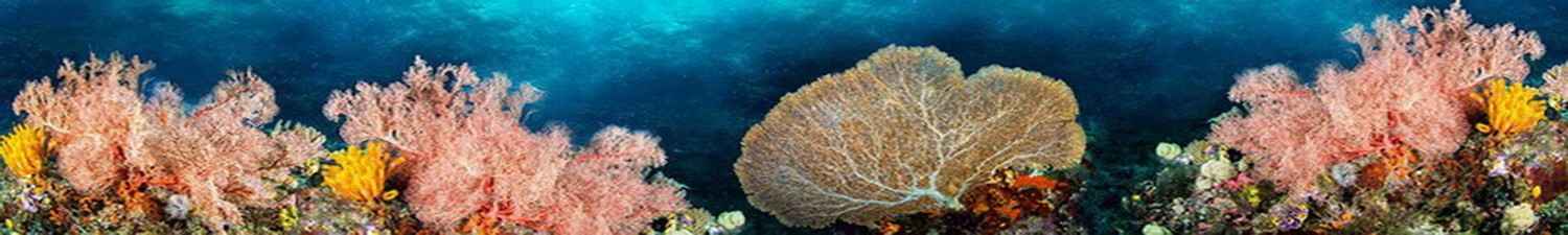 R-012 Скинали подводный мир, разноцветные кораллы