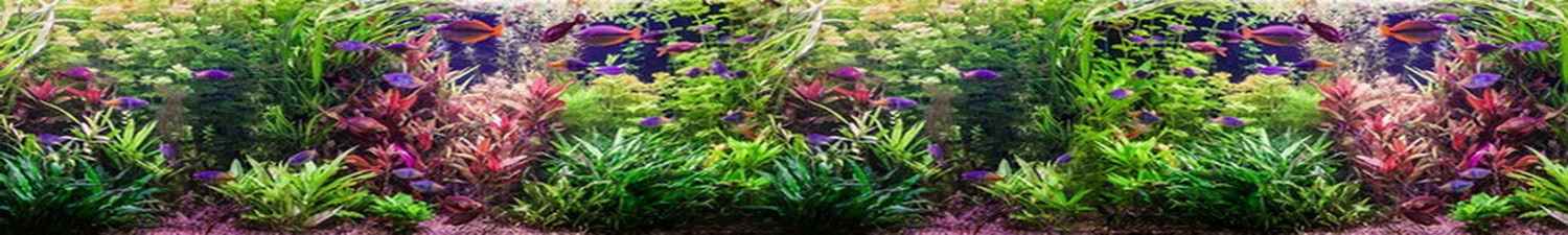 R-016 Скинали красивый аквариум с фиолетовыми рыбами
