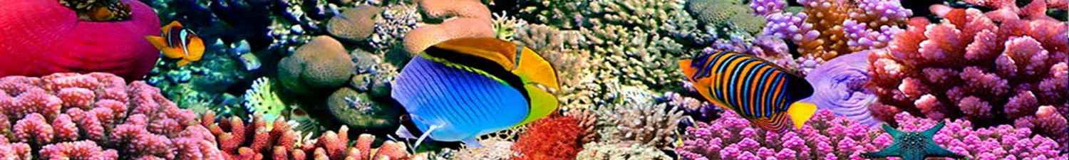 R-019 Скинали разноцветный подводный мир