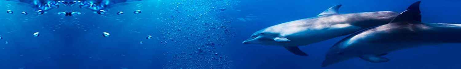 R-020 Скинали дельфины под водой