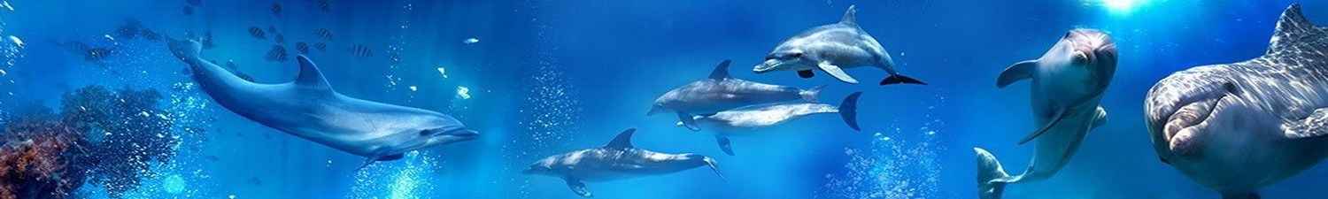 R-031 Скинали дельфины под водой