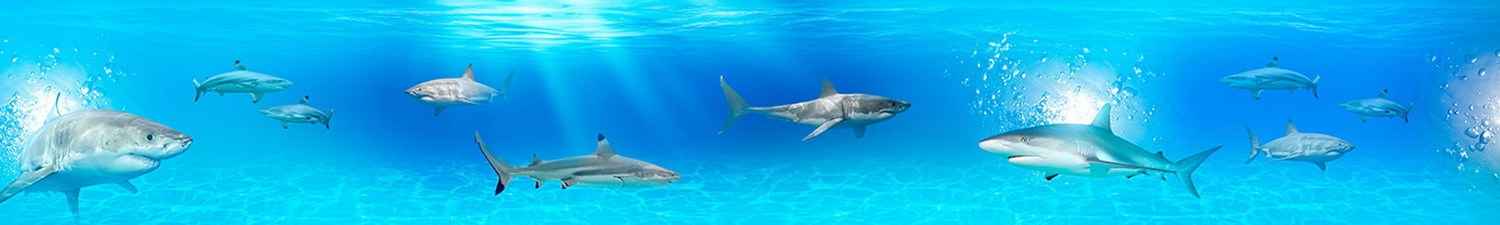 R-051 Скинали акулы в прозрачной воде
